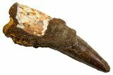 Fossil Spinosaurus Tooth - Real Dinosaur Tooth #330079-1